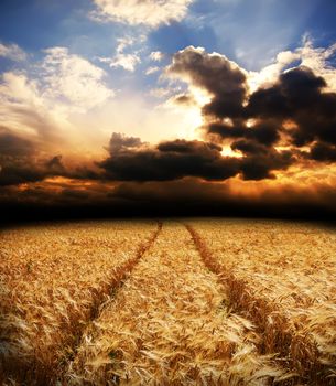 road in field with gold ears of wheat under dramatic sky