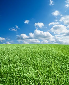 field of green grass and deep blue sky with clouds