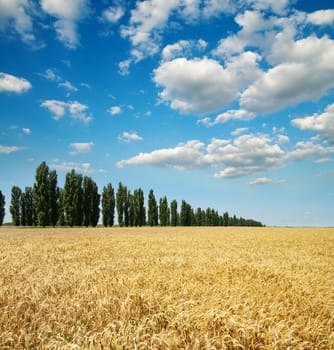 gold ears of wheat with trees under sky