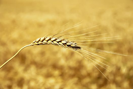 golden wheat ear. south Ukraine