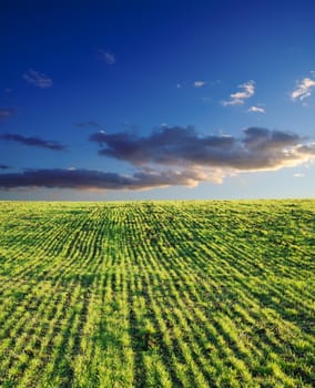 field with green grass under deep blue sky with clouds