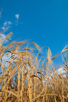 golden wheat on blue sky background