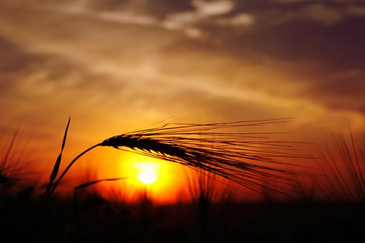 ears of ripe wheat on a background sun in the evening