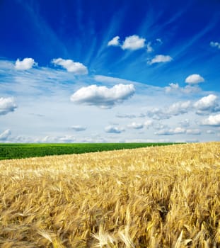 field of wheat under cloudy sky