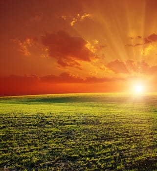 agricultural green field and red sunset