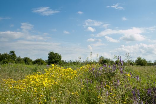 flowers in nature