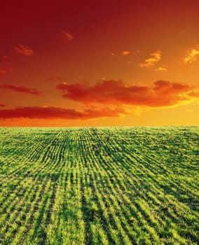 agricultural green field and sunset