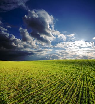 agricultural field with green grass under deep blue sky with clouds in sunset