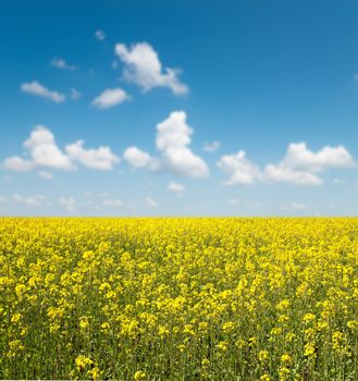 flower of oil rape in field with blue sky and clouds. soft focus on field