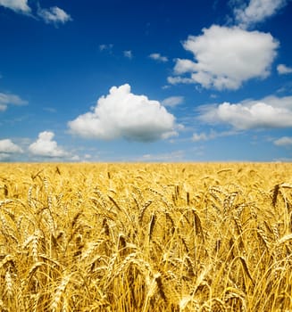 gold ears of wheat under sky. soft focus on field