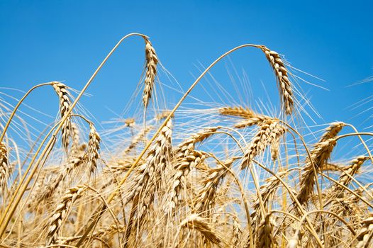 close up of ripe wheat ears against sky