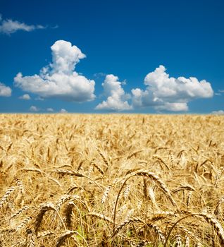 gold ears of wheat under deep blue sky with clouds