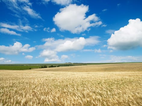 field of wheat under cloudy sky