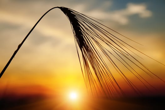 ears of ripe wheat on a background a sun in the evening