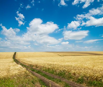 rural road inside field of wheat