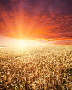 golden agricultural field and sunset