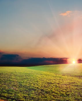 sunset over green agriculrural field