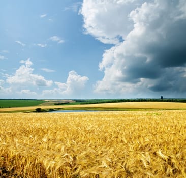 gold wheat under cloudy sky