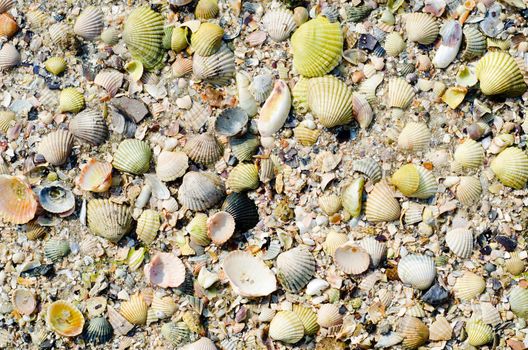 sea shells with sand as background