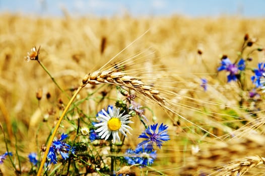 field of wheat with flowers. soft focus