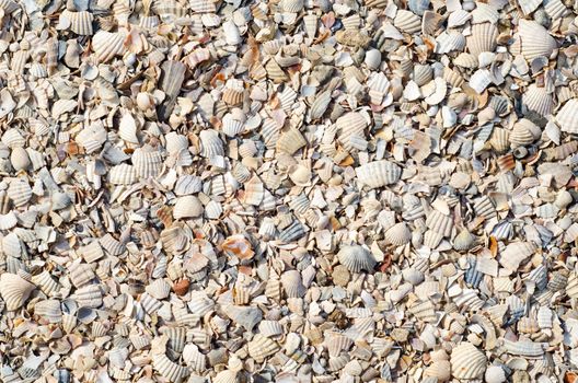 pieses of sea shells background