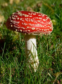 red poison mushroom toadstool close up in grass
