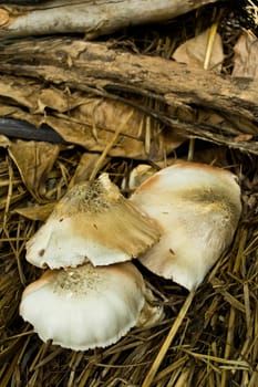 Mushrooms out on a pile of straw