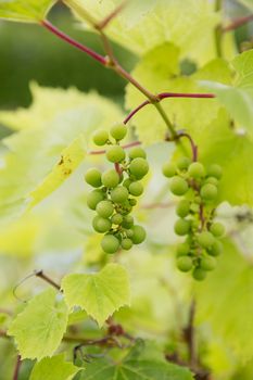 Close up of Grapes on the vine