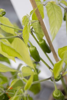 Green Chili Fruits close up