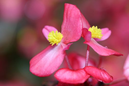 flower close up nature background