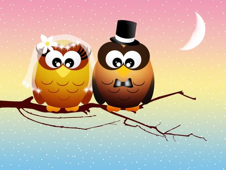 owls in love on branches
