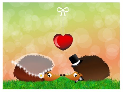 hedgehogs in love