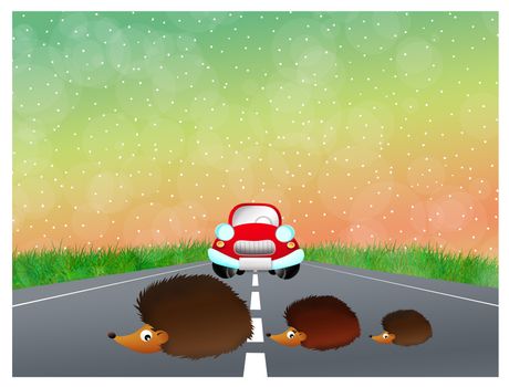 Hedgehogs on the road