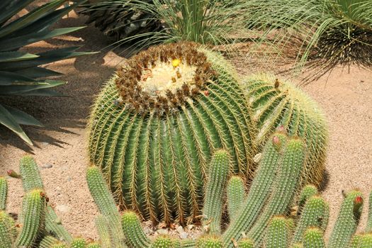 Close-up of a prickly cactus, exotic plants
