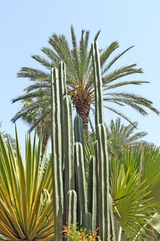 Cactuses and palm trees under the sunlight