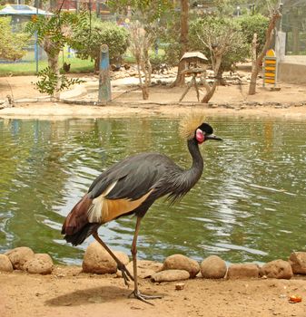 African bird: Grey crowned crane (Balearica regulorum)
