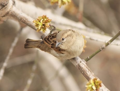 Closeup grey sparrow sitting on a branch
