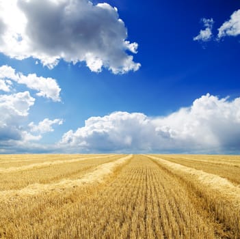 harvest in windrows under cloudy sky