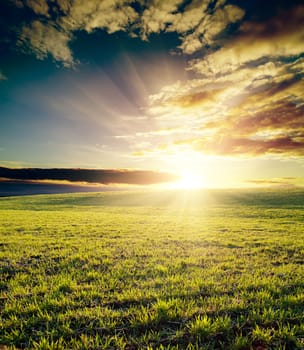 field of grass and cloudy sky on sunset