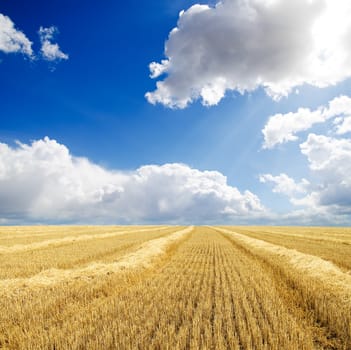 collected harvest in windrows under cloudy sky