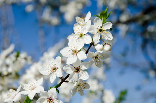 spring white blossom against blue sky