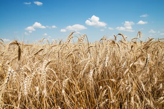 golden barley ears under blue sky