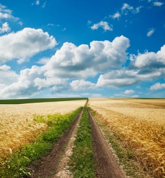 road in golden agricultural field under clouds