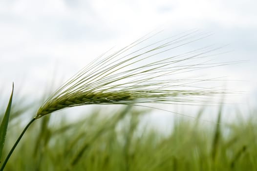 green wheat in field