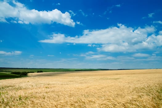 field of wheat under cloudy sky