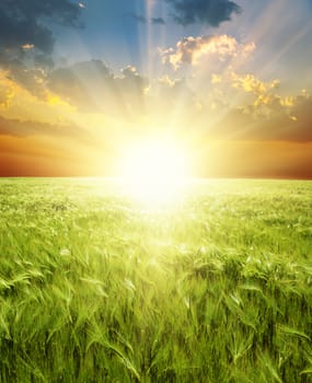 ear of green wheat under sunrays