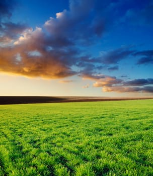 agricultural green field and sunset