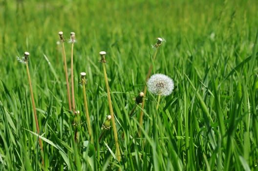 white dandelion on a green meadow