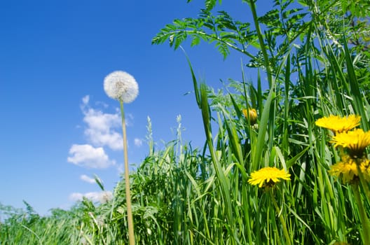 spring meadow with dandelions