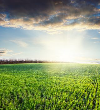 field of grass and cloudy sky on sunset